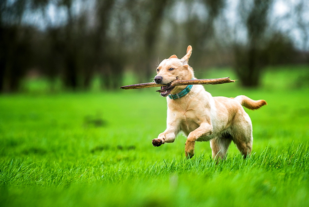 Labrador carrying stick, United Kingdom, Europe