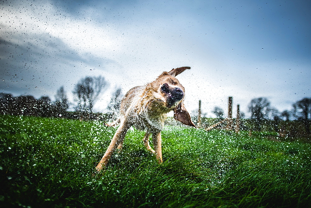 Labrador shaking off water, United Kingdom, Europe