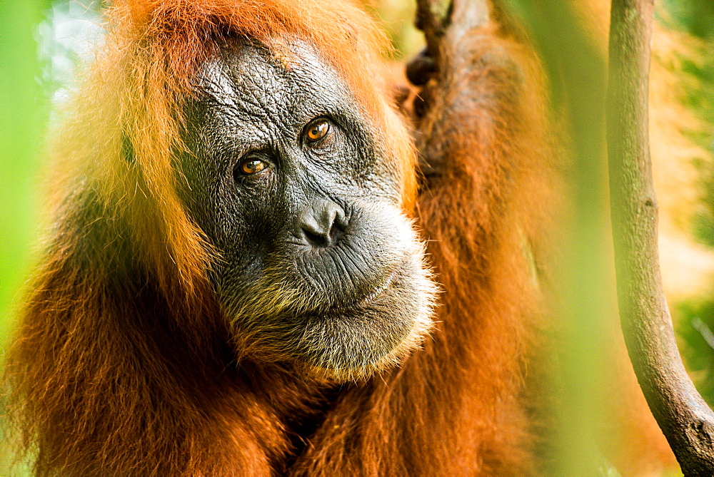 female Orangutan Sumatra (Pongo abelii), Indonesia, Southeast Asia