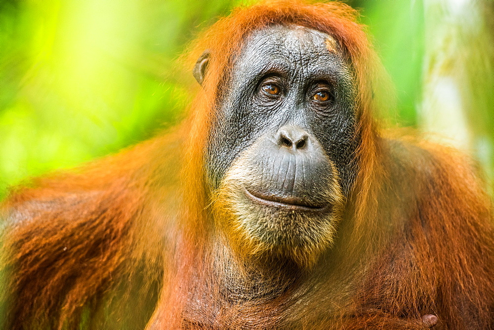 female Orangutan Sumatra (Pongo abelii), Indonesia, Southeast Asia