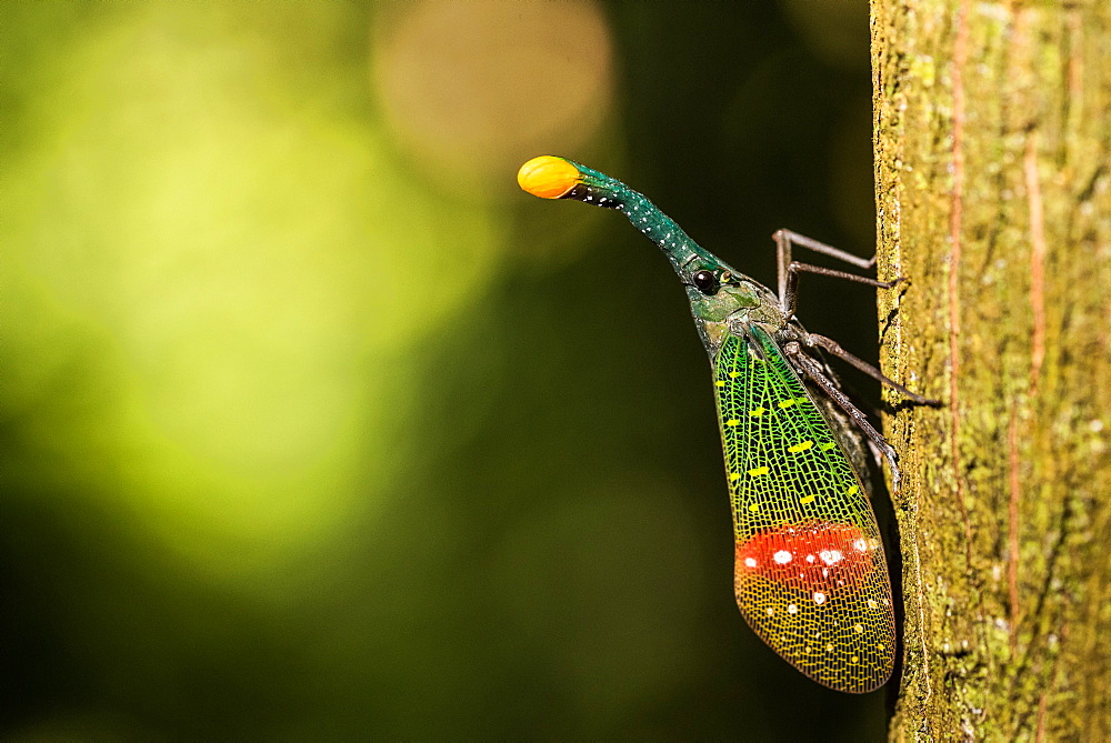 Orange-tip lantern fly (Pyrops intricata), Indonesia, Southeast Asia