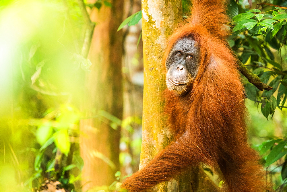 Female Orangutan Sumatra (Pongo abelii), Indonesia, Southeast Asia