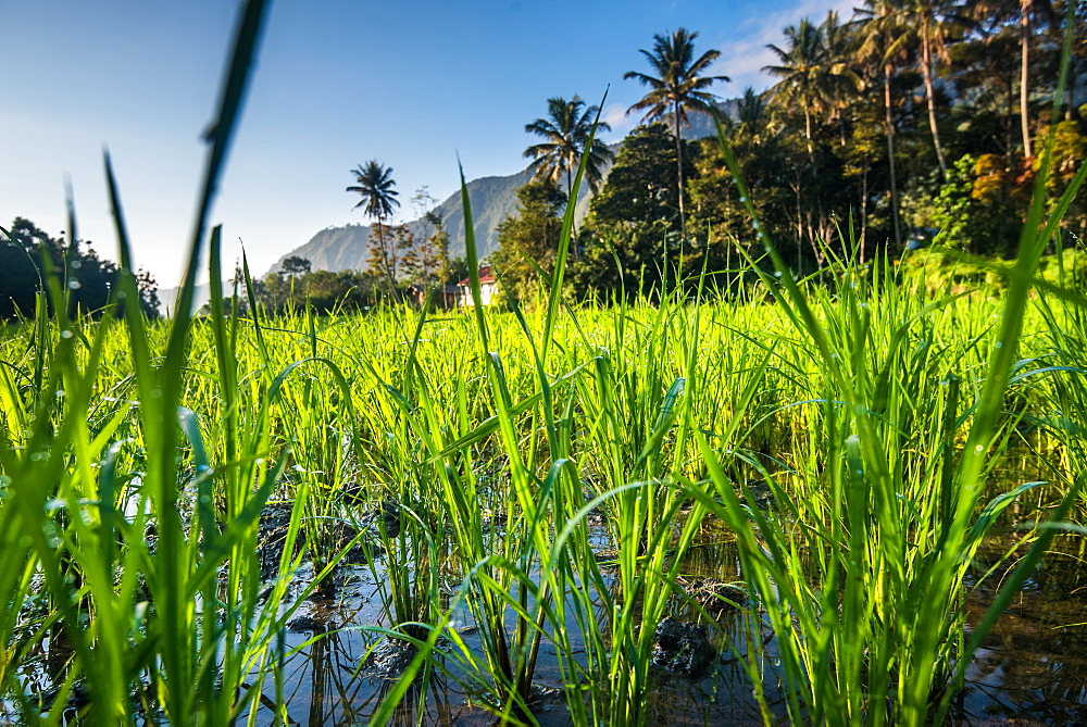 Padi Field in Lake Toba, Sumatra, Indonesia, Southeast Asia