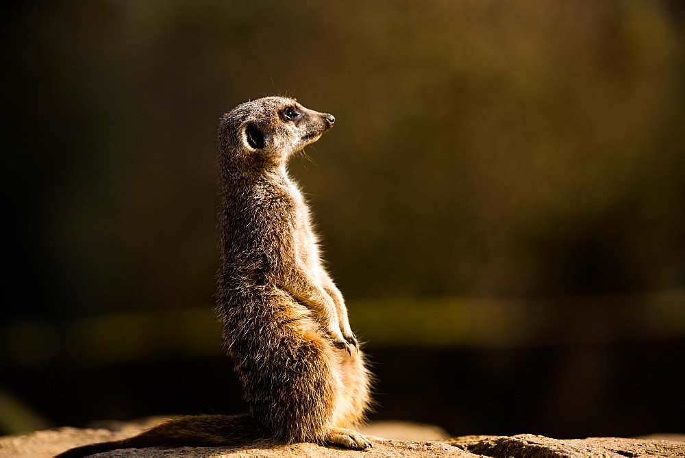 Meerkat (suricate) (Suricata suricatta), United Kingdom, Europe