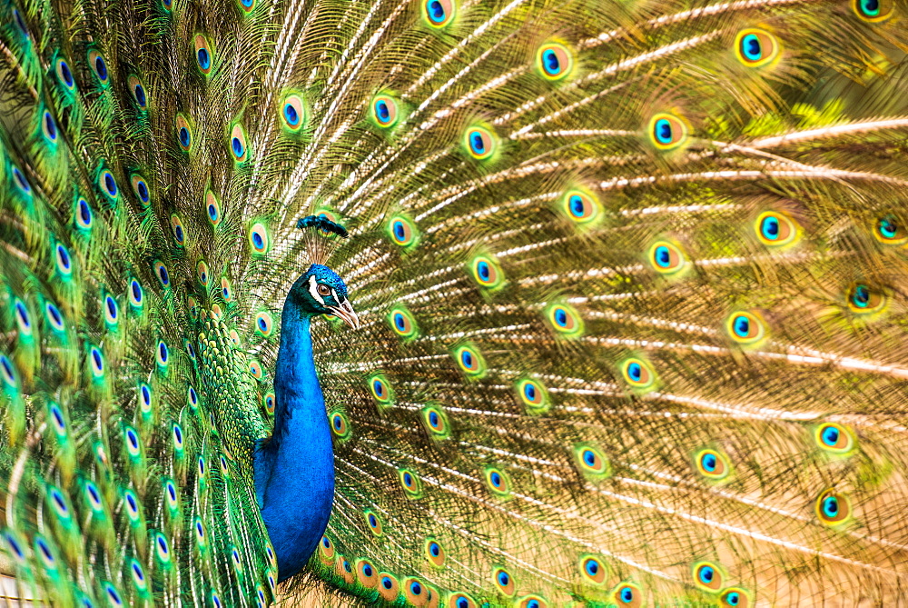 Male peacock displaying, United Kingdom, Europe