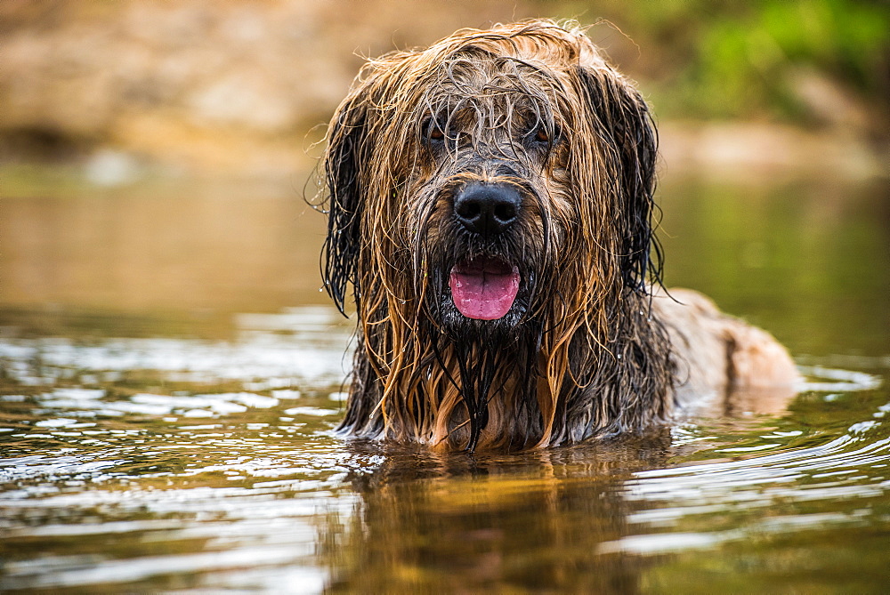 Briard in water, United Kingdom, Europe