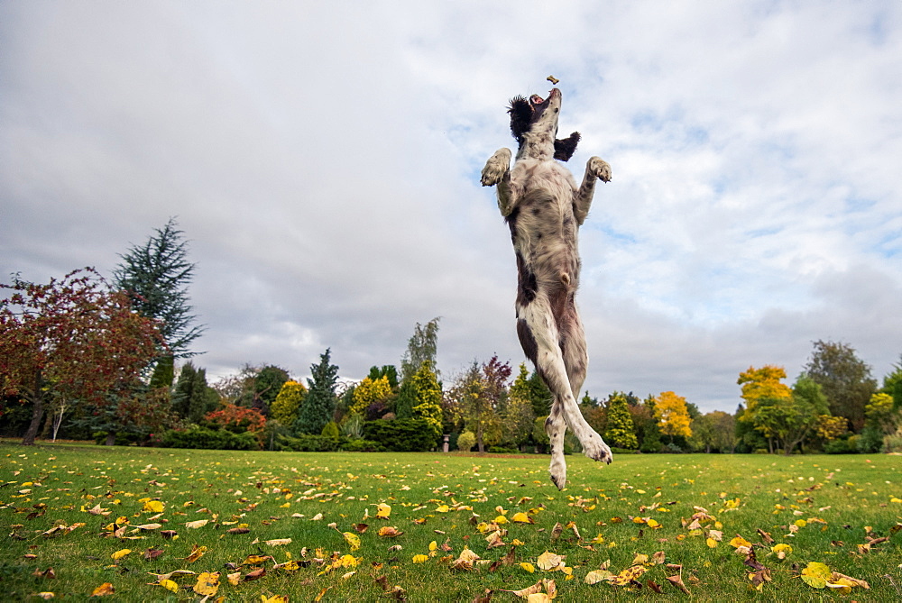 Springer Spaniel leaping for treat, United Kingdom, Europe