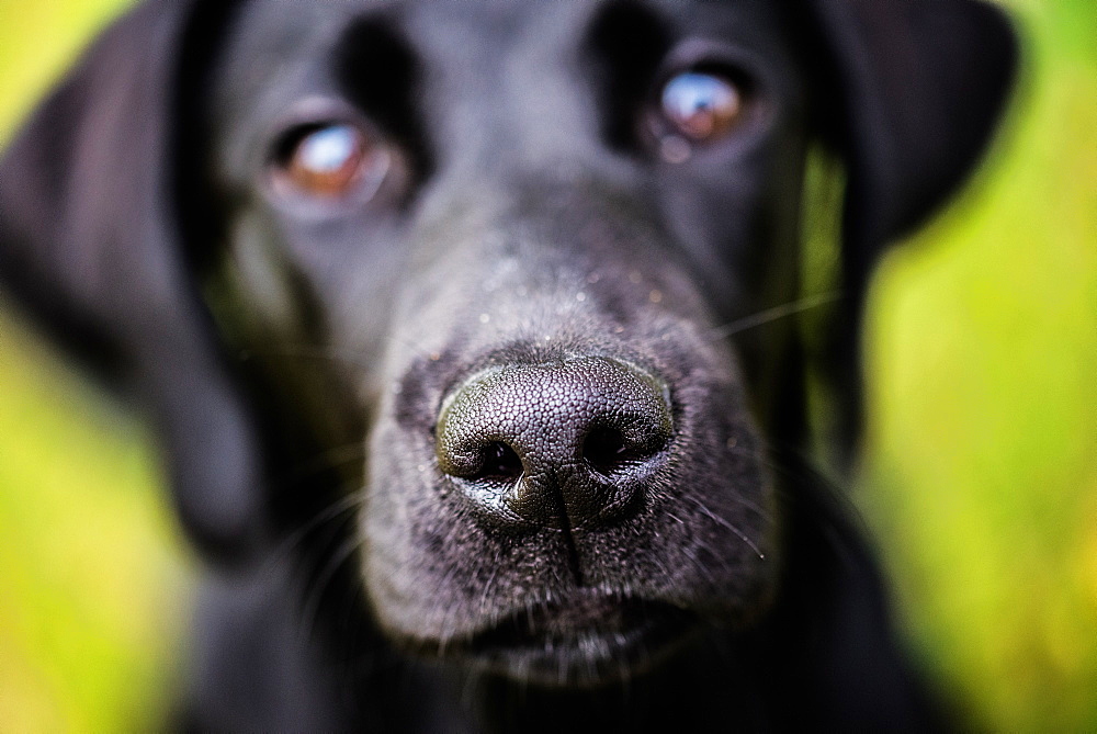 Labrador nose, United Kingdom, Europe