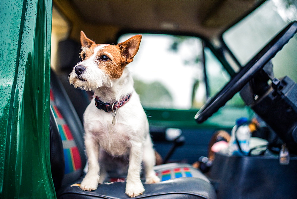 Dog in car, game-shooting, Norfolk, England, United Kingdom, Europe