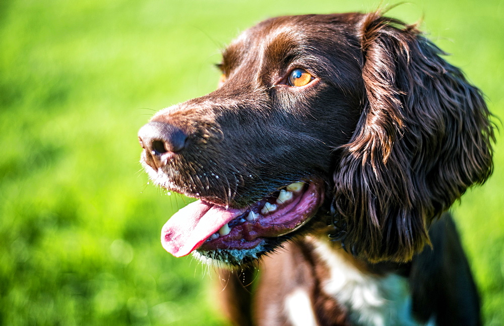 Close up of a cocker spaniel, Oxfordshire, England, United Kingdom, Europe