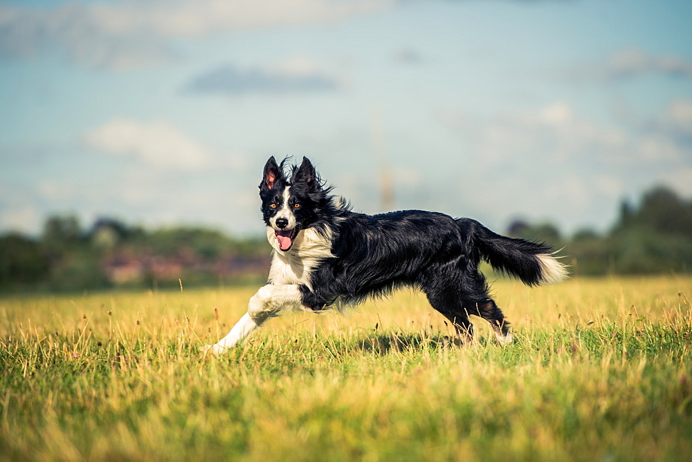 Running border collie in a field, Oxfordshire, England, United Kingdom, Europe