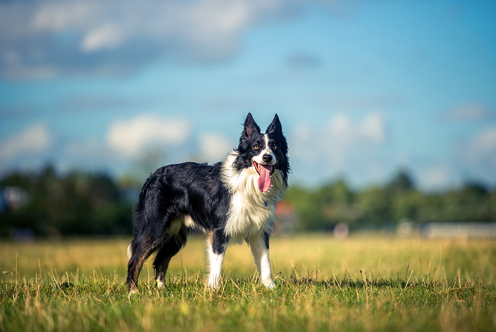 Border collie in a field, Oxfordshire, England, United Kingdom, Europe