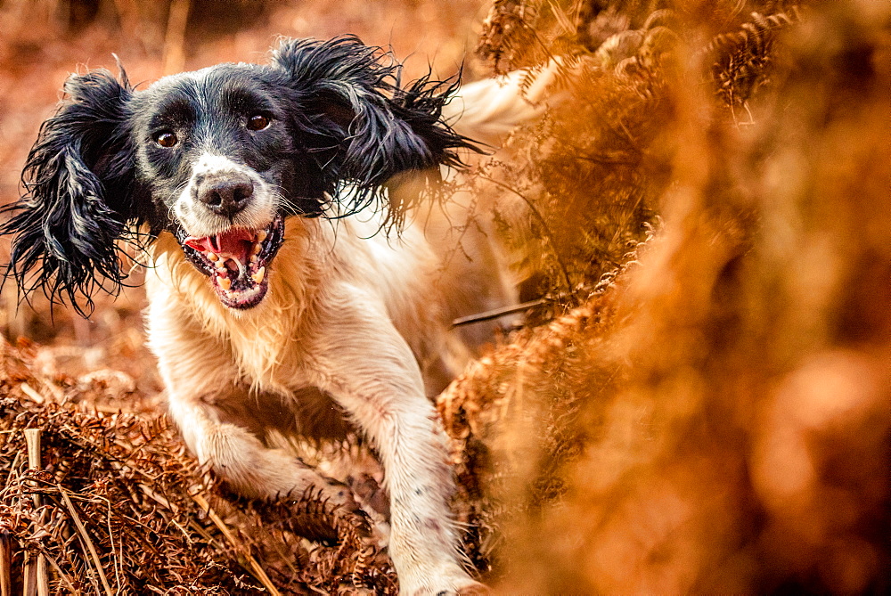 Springer spaniel running through ferns, United Kingdom, Europe