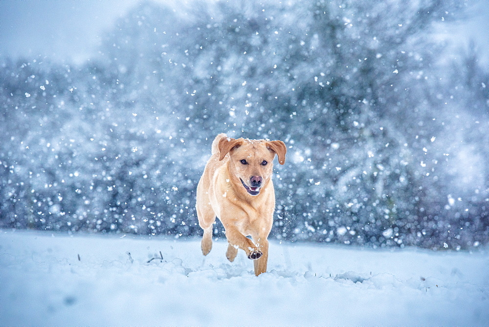 Golden Labrador in the snow, United Kingdom, Europe