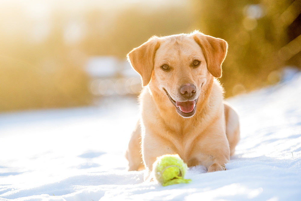 Golden Labrador in the snow with a tennis ball, United Kingdom, Europe