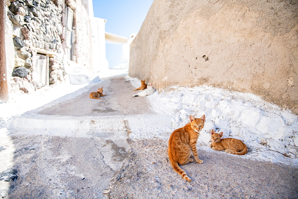 Cats inthe street, Santorini, Cyclades, Aegean Islands, Greek Islands, Greece, Europe