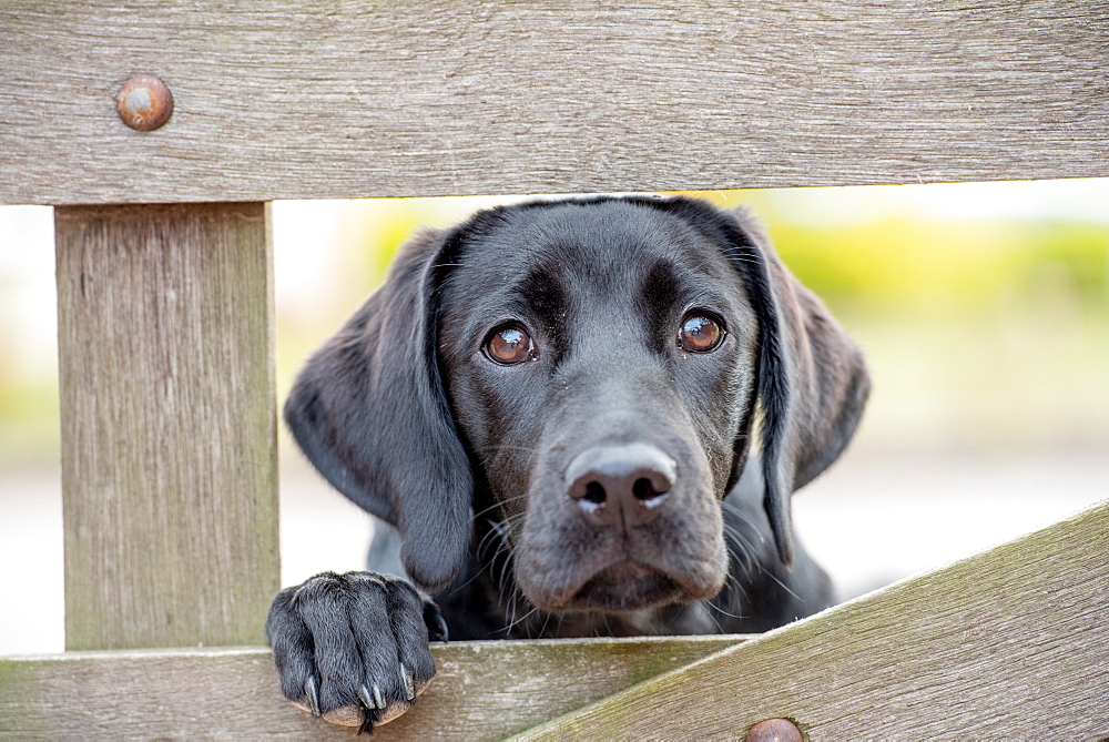 Black Labrador puppy looking through a gate, United Kingdom, Europe