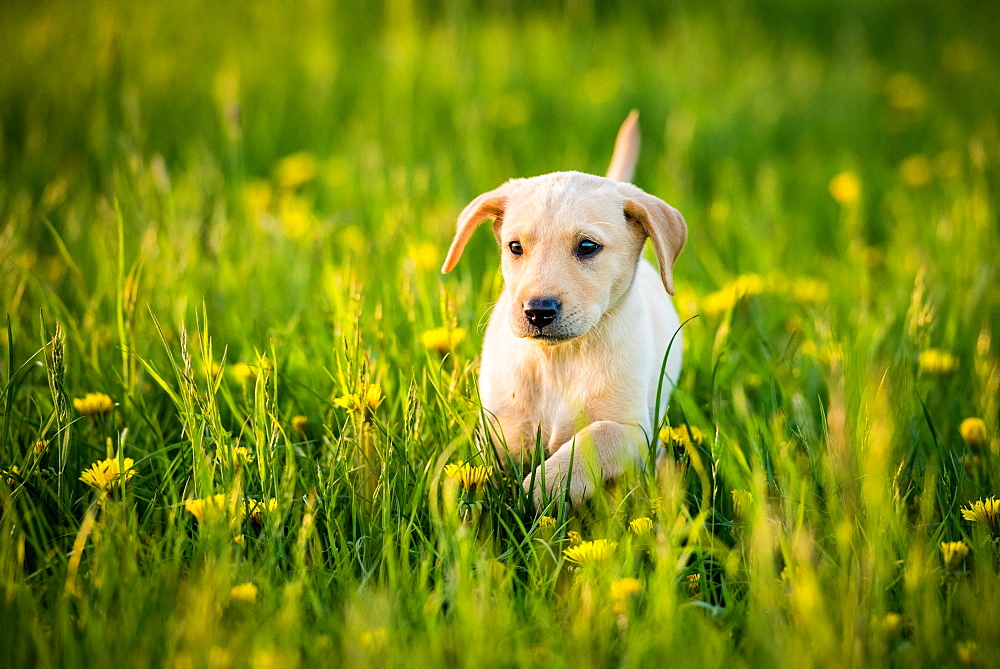 Golden Labrador Puppy running through a field of daisies, United Kingdom, Europe