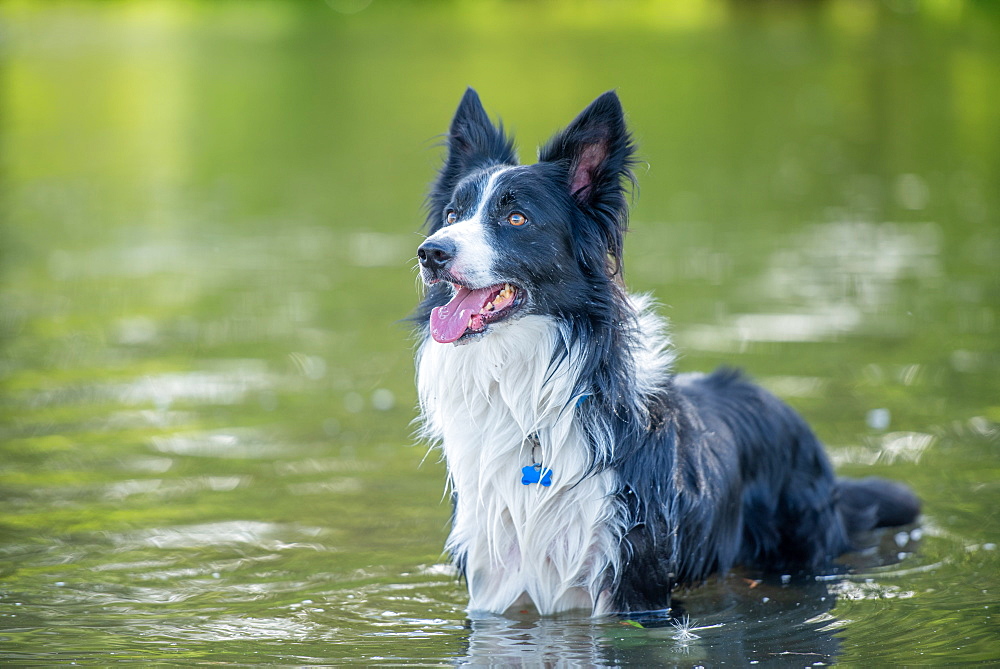 Collie standing in a river, United Kingdom, Europe