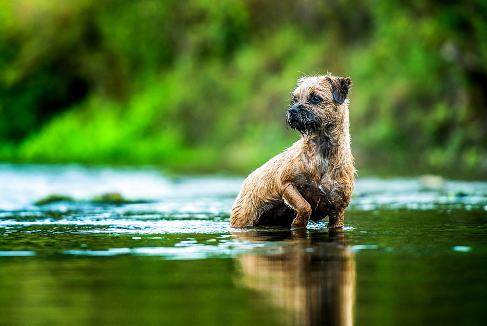 Border Terrier standing in a river, United Kingdom, Europe