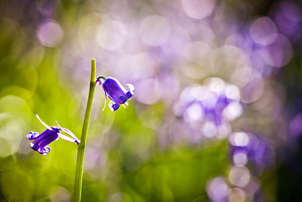 Bluebell (Hyacinthoides non-scripta), Oxfordshire, England, United Kingdom, Europe