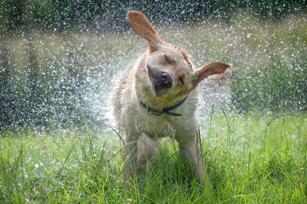 Golden Labrador shaking off water, United Kingdom, Europe