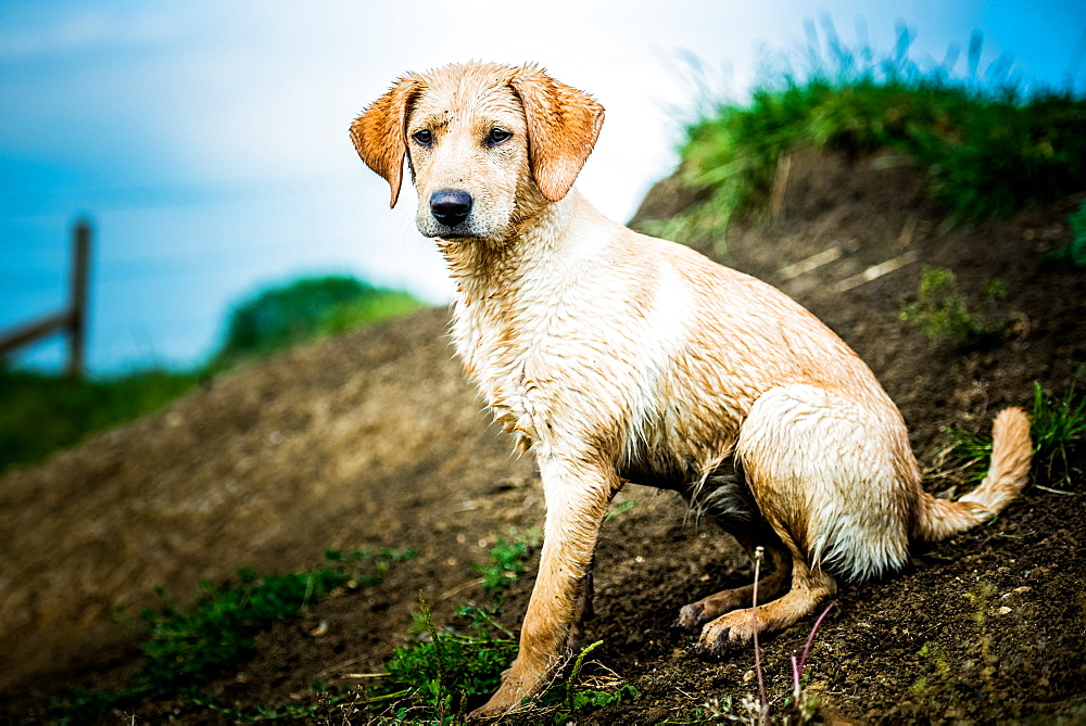 Golden Labrador puppy sitting with the sea in the background, United Kingdom, Europe