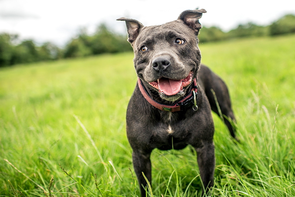 Staffordshire Bull Terrier standing in a green field, United Kingdom, Europe