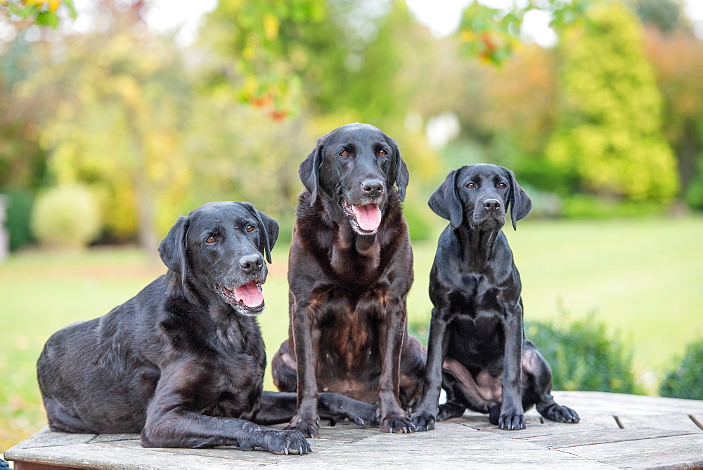 Three Black Labradors all sitting together, United Kingdom, Europe