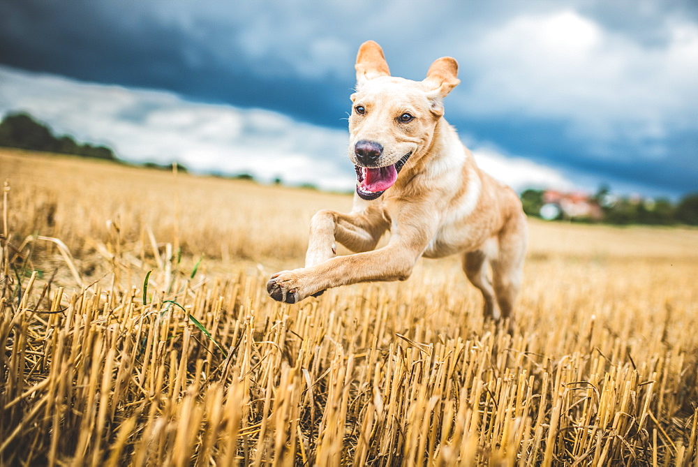 Golden Labrador running through a field of wheat, United Kingdom, Europe