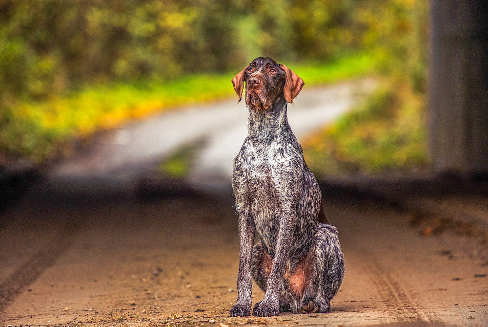 Portrait of a Pointer sitting in the afternoon sunlight, United Kingdom, Europe