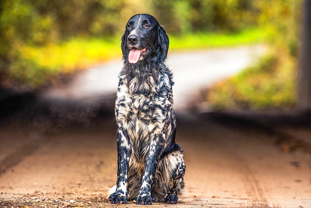 Portrait of an English Setter sitting in the afternoon sunlight, United Kingdom, Europe