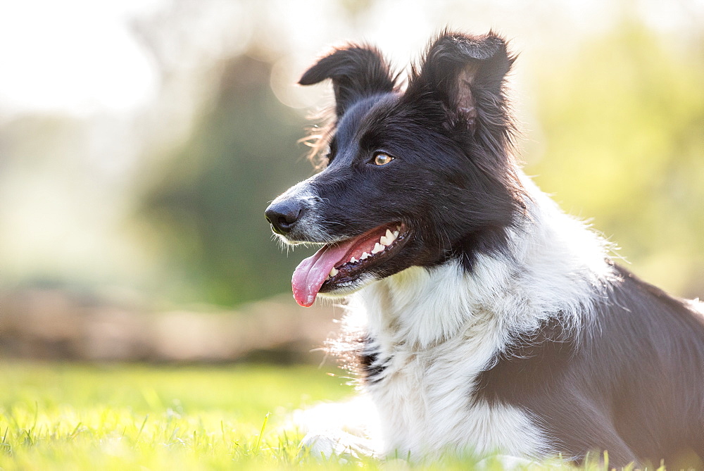 Portrait of a Collie lying in the afternoon sunlight, United Kingdom, Europe