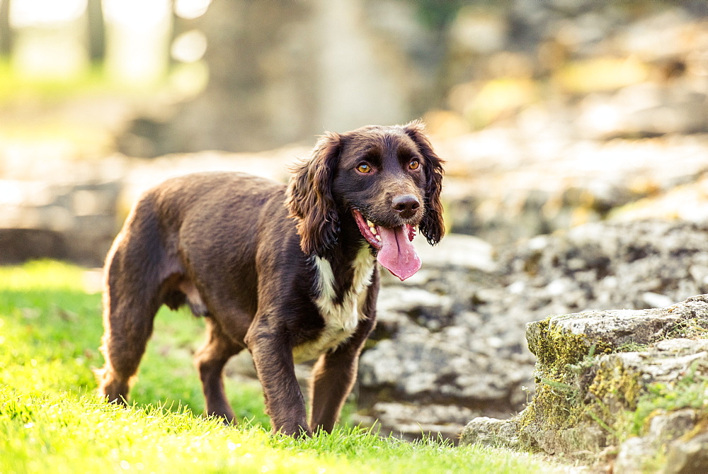 Spaniel panting in the afternoon sunlight, United Kingdom, Europe