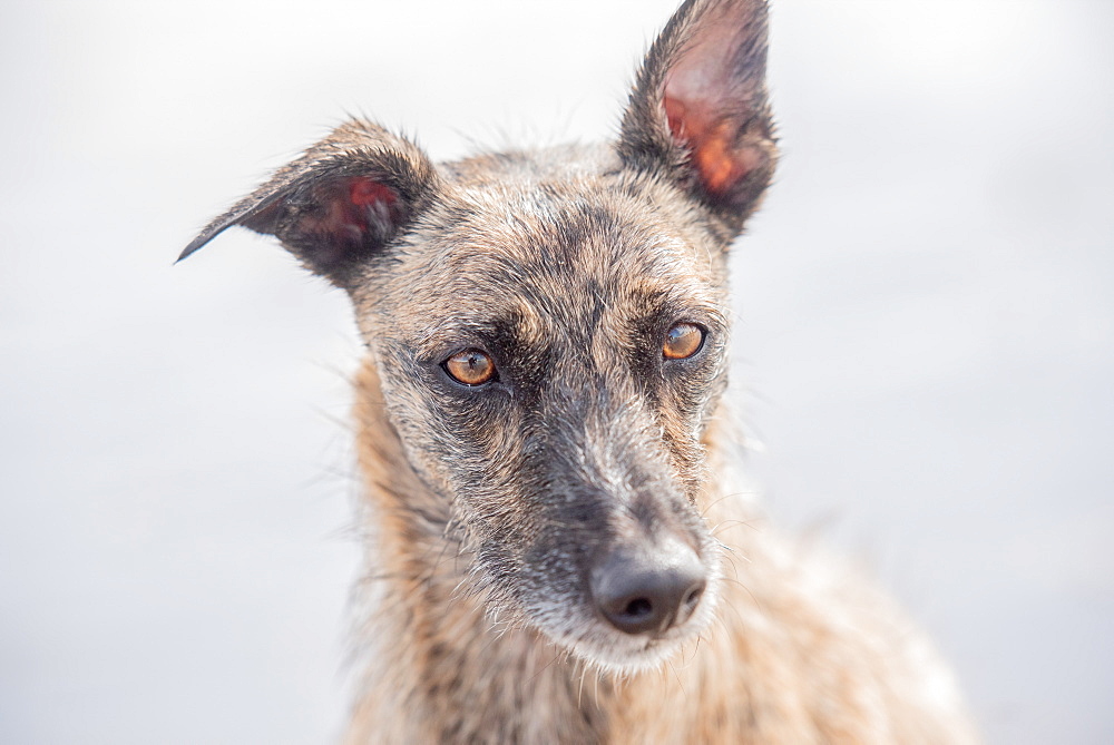 Portrait of lurcher, United Kingdom, Europe