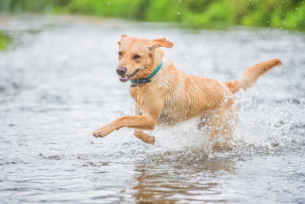 Young Labrador running through a river splashing, United Kingdom, Europe