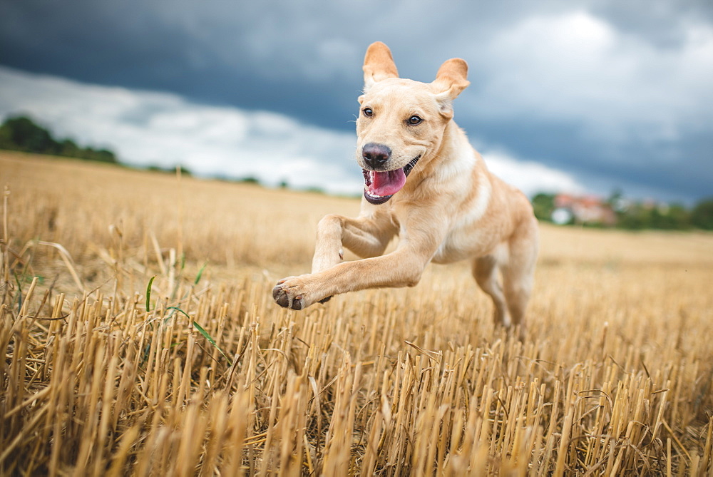 Young Labrador running through a field of wheat, United Kingdom, Europe