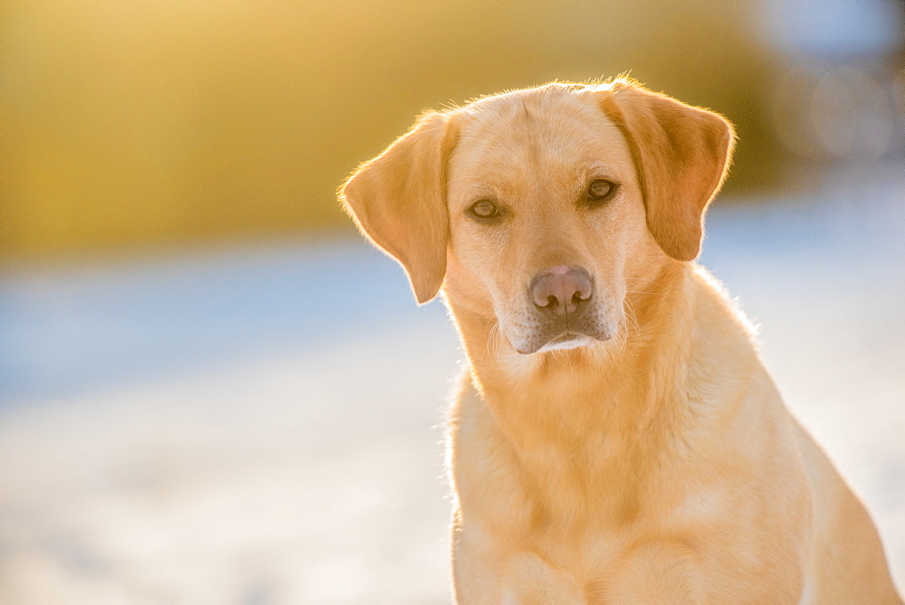 Labrador sitting in the afternoon sunlight, United Kingdom, Europe