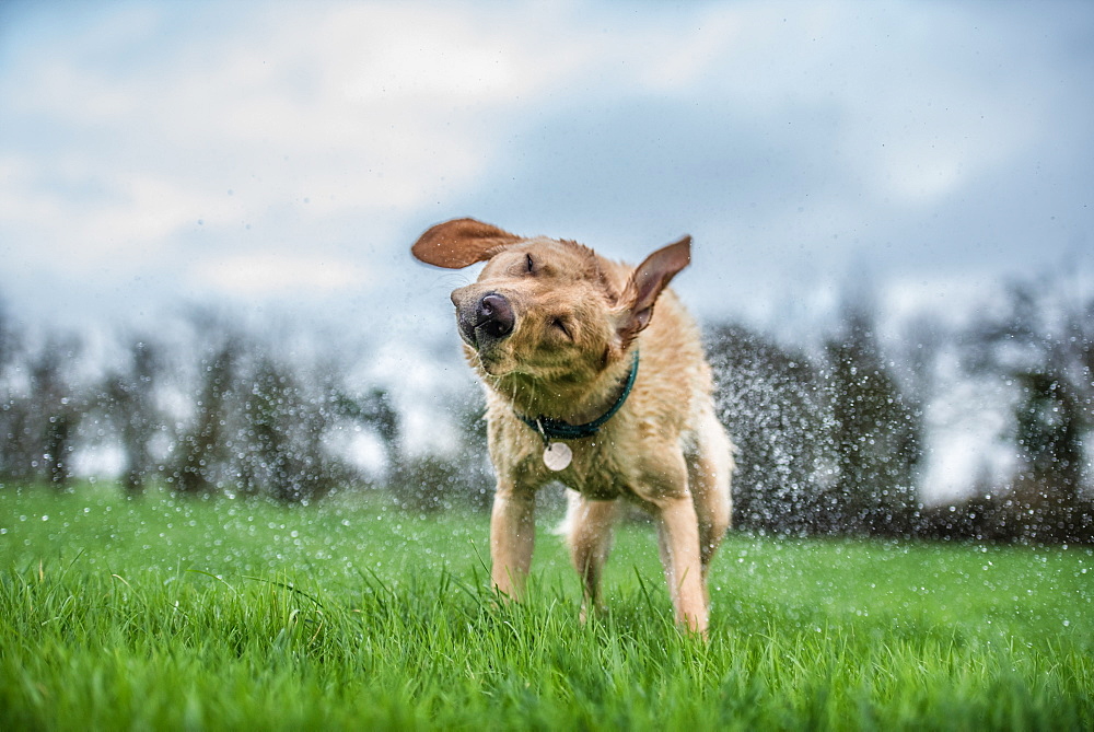 Wet labrador shaking off, United Kingdom, Europe