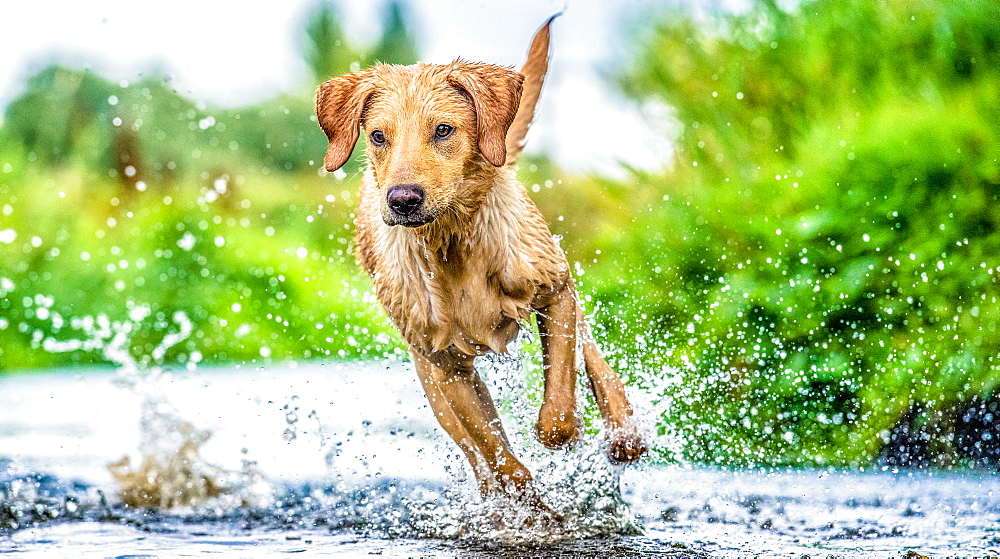 Golden Labrador running through a shallow river, United Kingdom, Europe