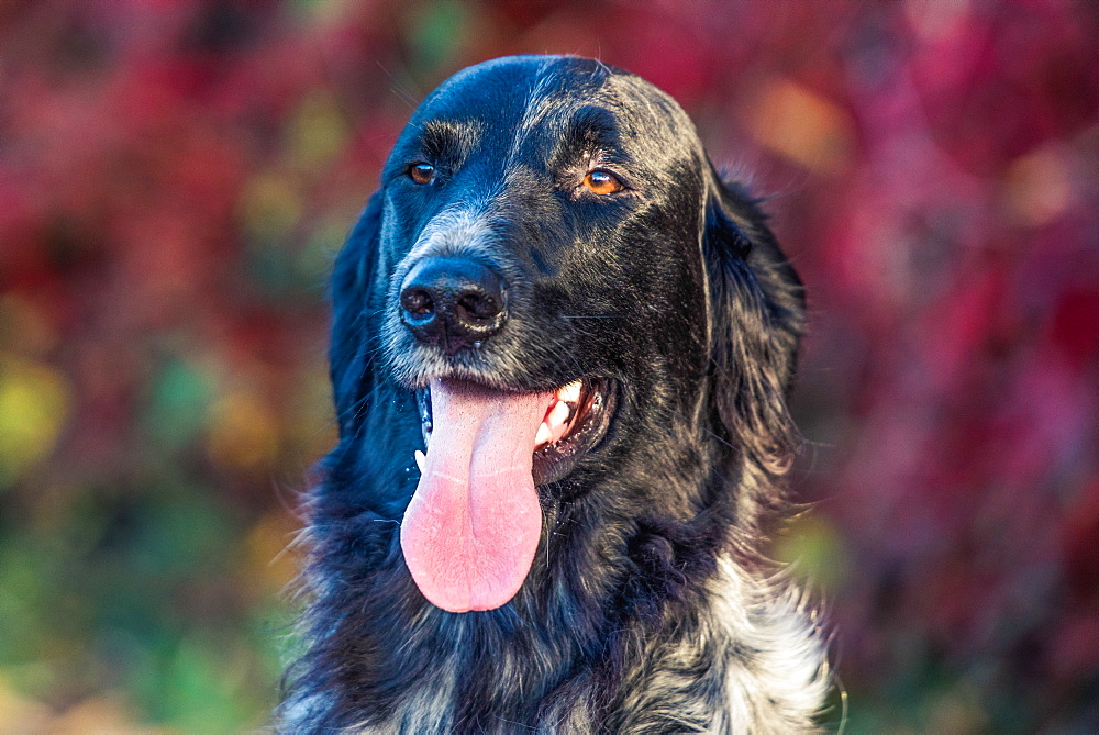 Portrait of a Longhaired Pointer, United Kingdom, Europe