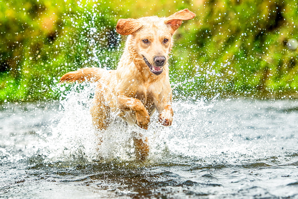 Golden Labrador running through a shallow river, United Kingdom, Europe