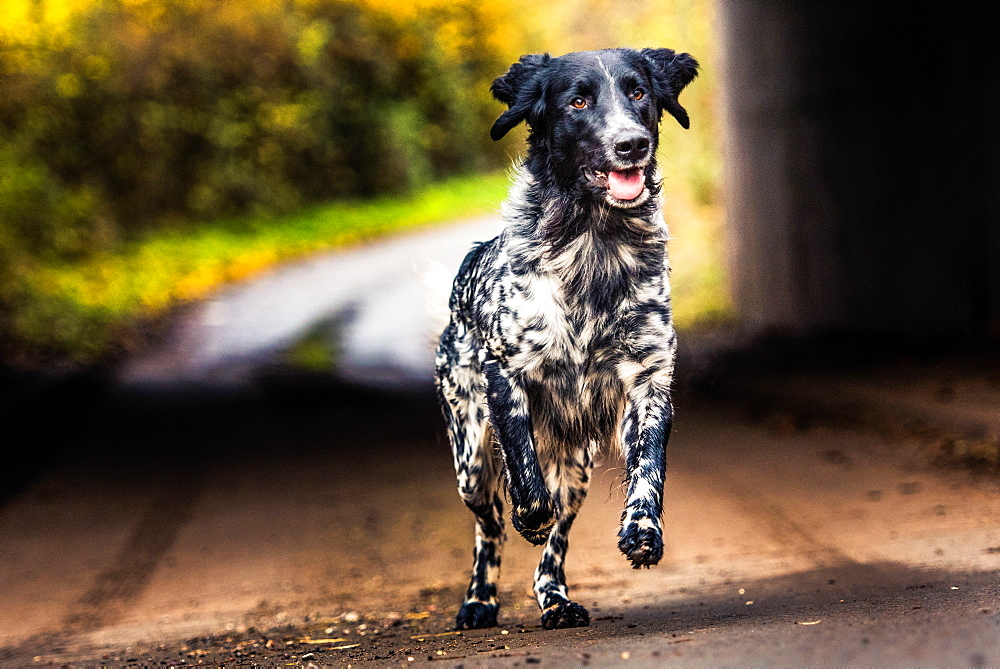 Pointer running down a muddy track, United Kingdom, Europe