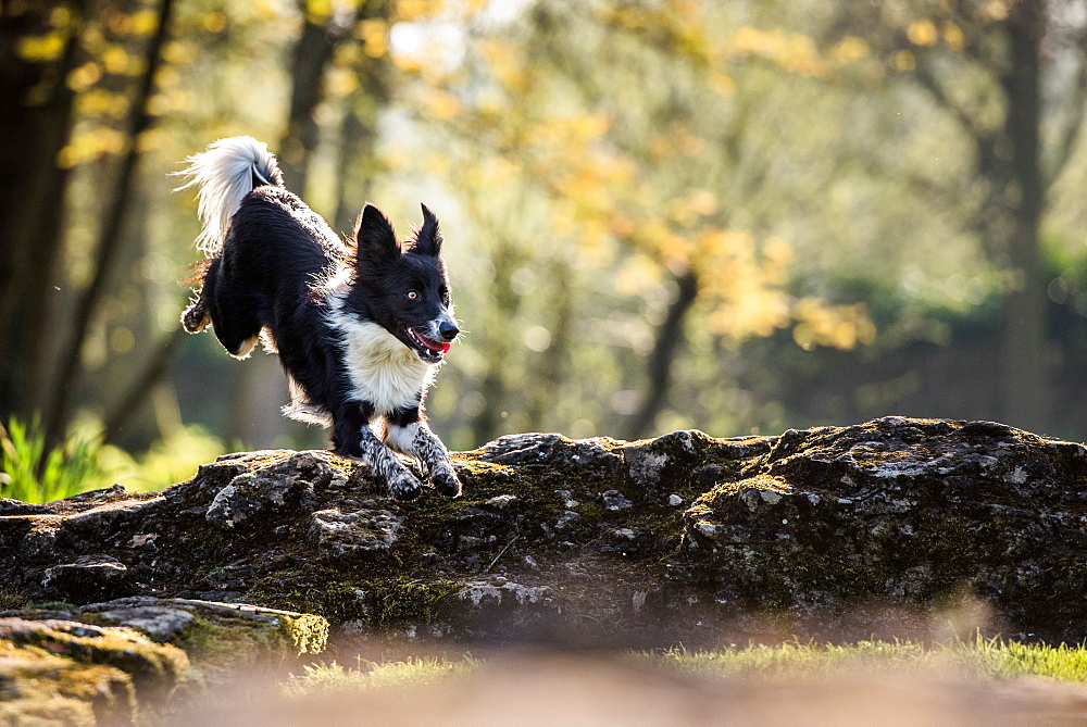 Collie jumping over a fallen tree in the afternoon sunlight, United Kingdom, Europe