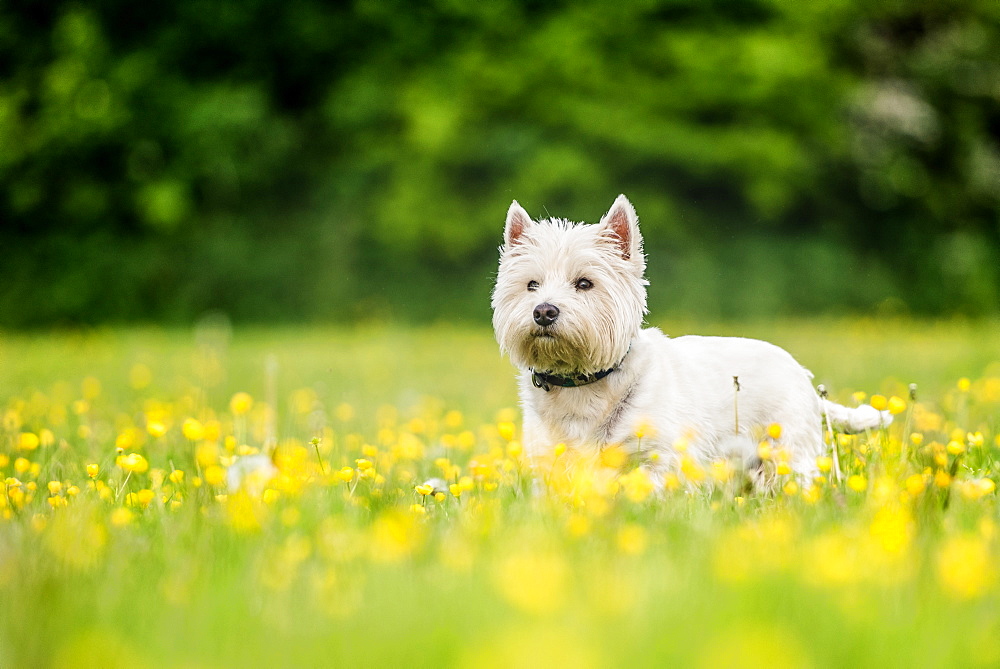 West Highland Terrier standing in a field of yellow flowers, United Kingdom, Europe