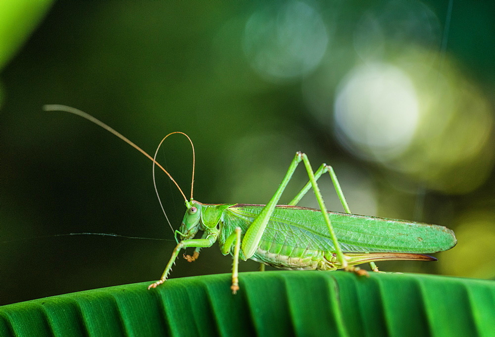 Cricket, France, Europe