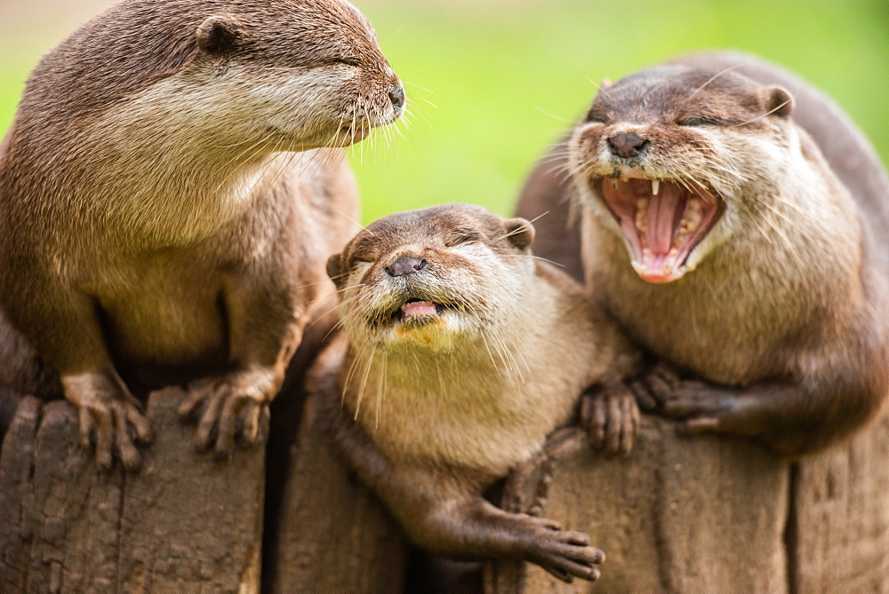 Otters, United Kingdom, Europe