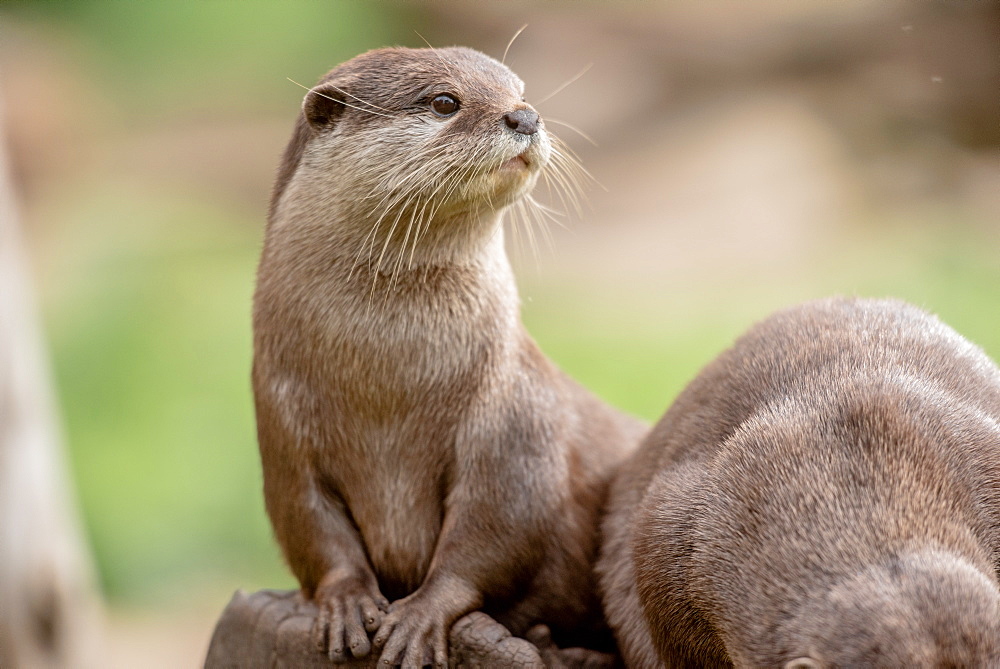 Otter, United Kingdom, Europe