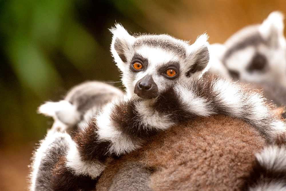 Ring-tailed lemurs in captivity, United Kingdom, Europe