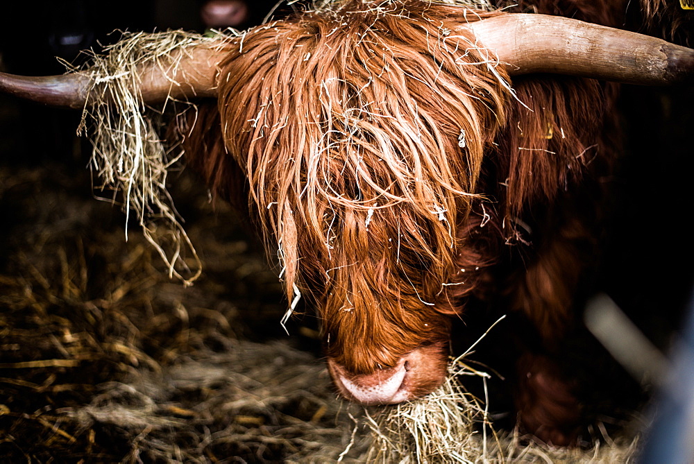 Highland cattle, Scotland, United Kingdom, Europe